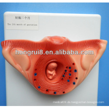 ISO Advanced Fetus Entwicklungsmodell, Embryologie Anatomisches Modell